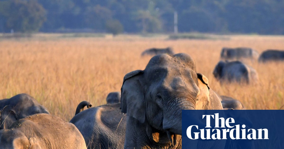  Search for single-tusked elephant after 22 killed in India rampage | India