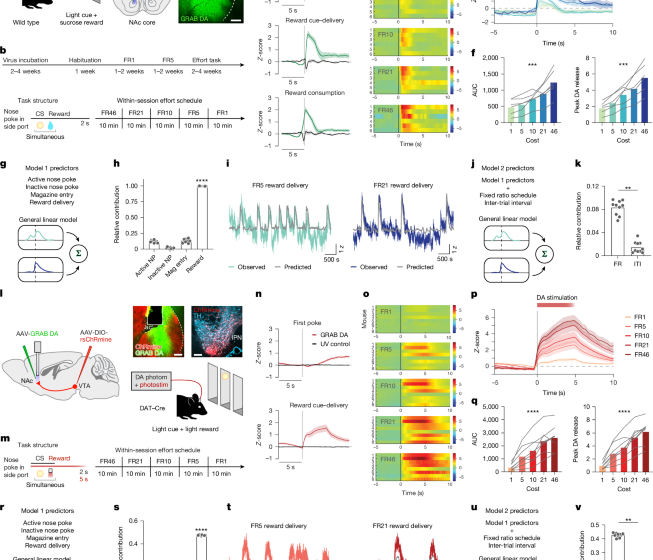  Cholinergic modulation of dopamine release drives effortful behaviour