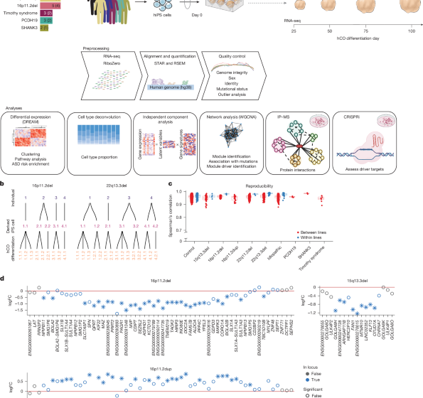  Developmental convergence and divergence in human stem cell models of autism