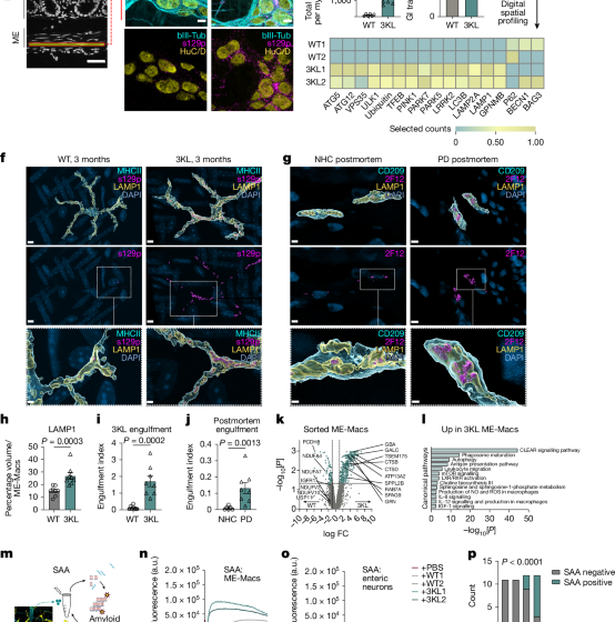  Intestinal macrophages modulate synucleinopathy along the gut–brain axis