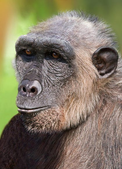 Earliest hominin Article