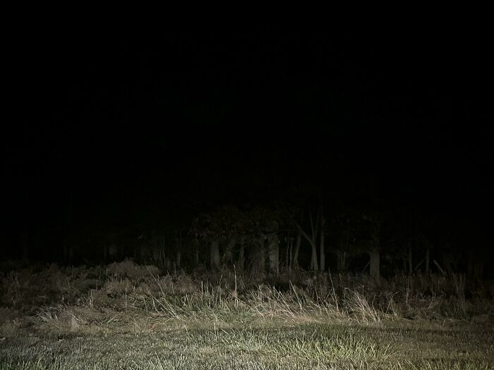 Dark forest scene at night with tall grass and trees, evoking the mysteries people would love to solve.