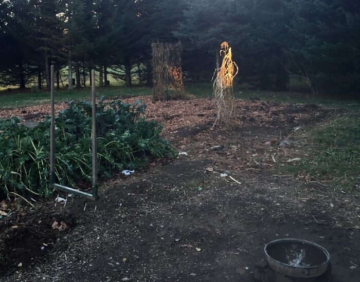 Garden area with wilted plants and dark soil, reflecting the mysteries people would love to solve if it wasn’t so much work.