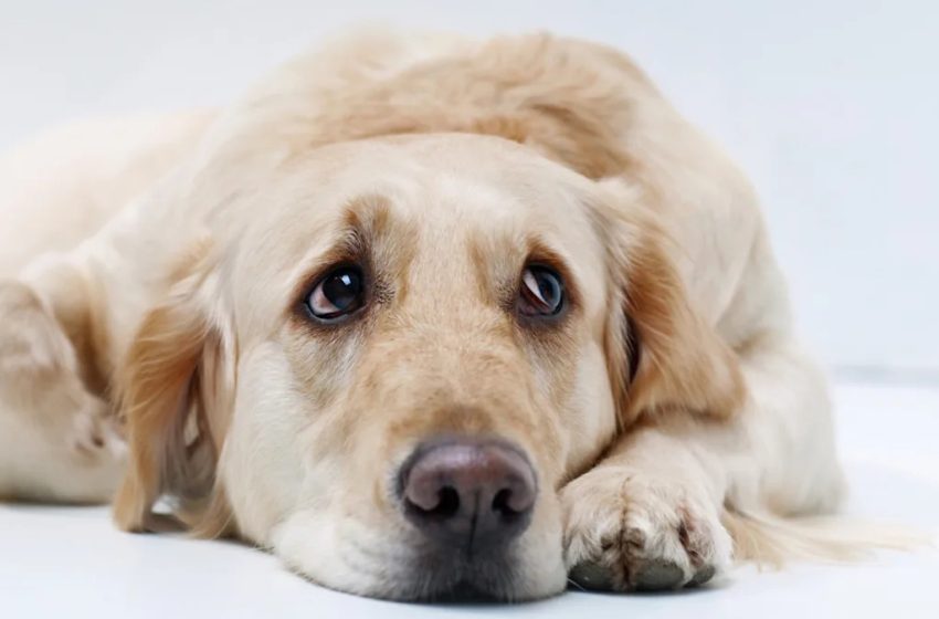  Golden Retriever Acts Like a ‘Drama Queen’ After Stubbing Her Paw and It’s Oscar-Worthy