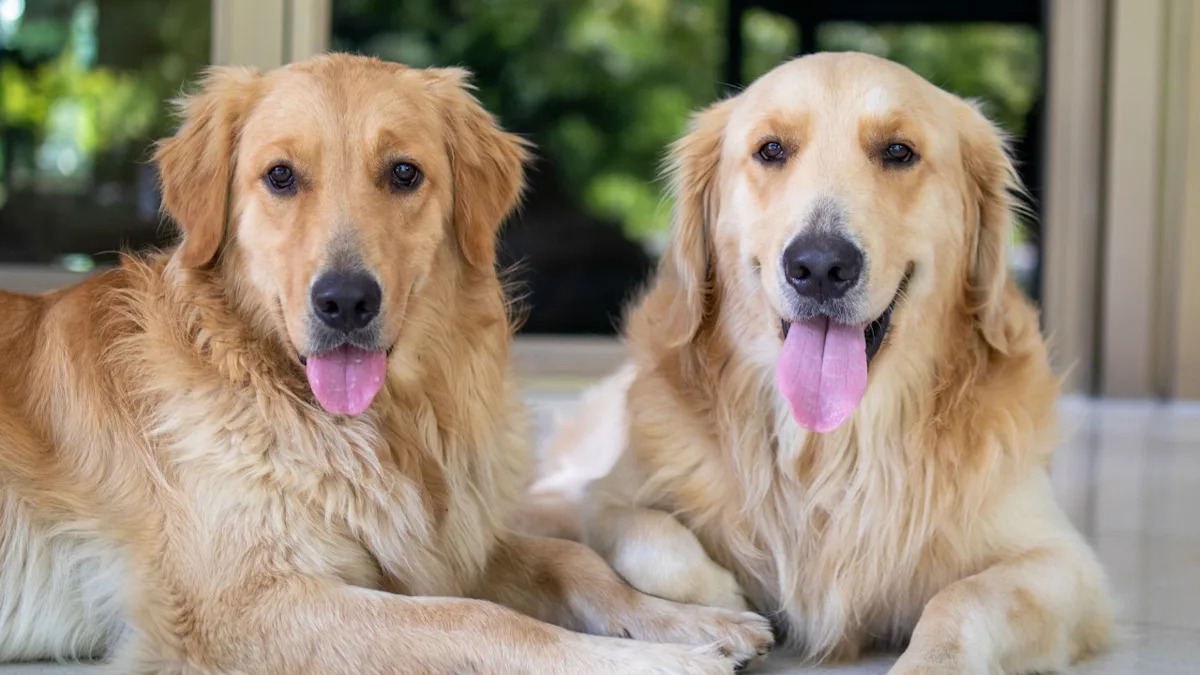  Golden Retriever Siblings Failed the Chicken Nugget Test with Zero Regrets