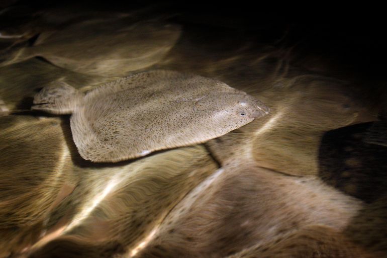 turbot fish