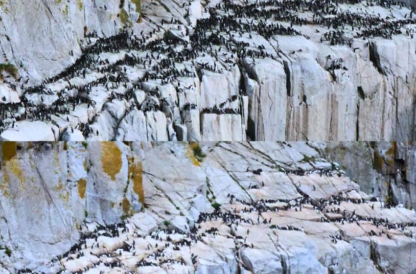  “The Blob” Kills 4 Million Seabirds in Worst Single-Species Die-off Ever Record