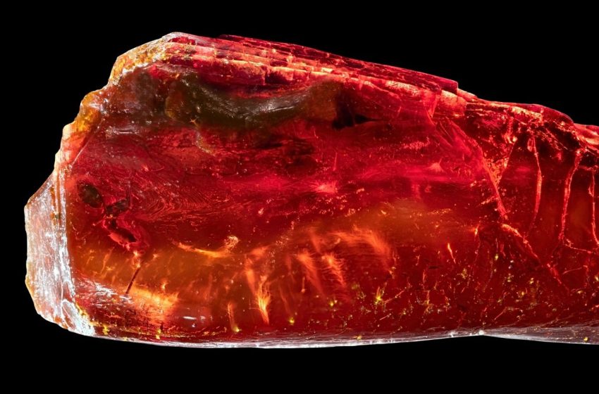  “Greater detail than ever before.” Ancient creature found immaculately entombed in amber
