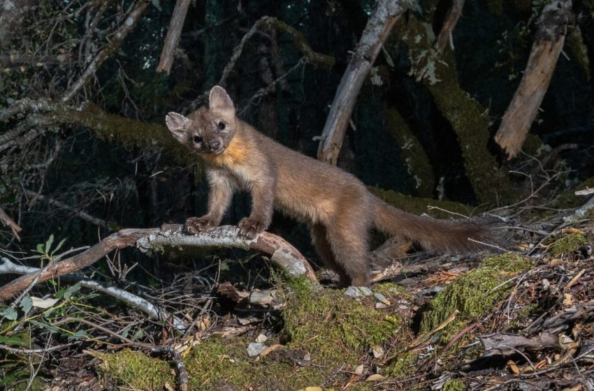  Remote cameras catch rare predator in Californian forest. There are only 500 left on the planet
