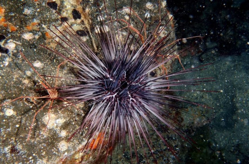  The Sea Urchin Apocalypse Is Real, and It Might Be Spreading Globally, Scientists Warn