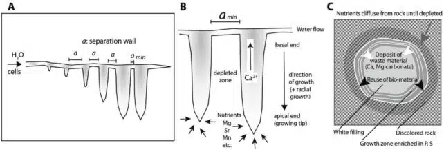 Graphic Illustration Of How Microbes May Have Formed The Rock Tunnels.