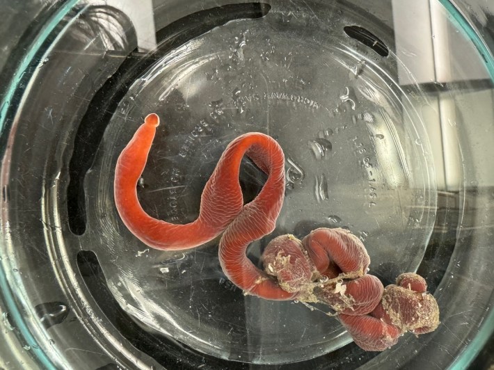 a ribbon worm that is probably 30 years old (you can't tell though because it's skin looks amazing)