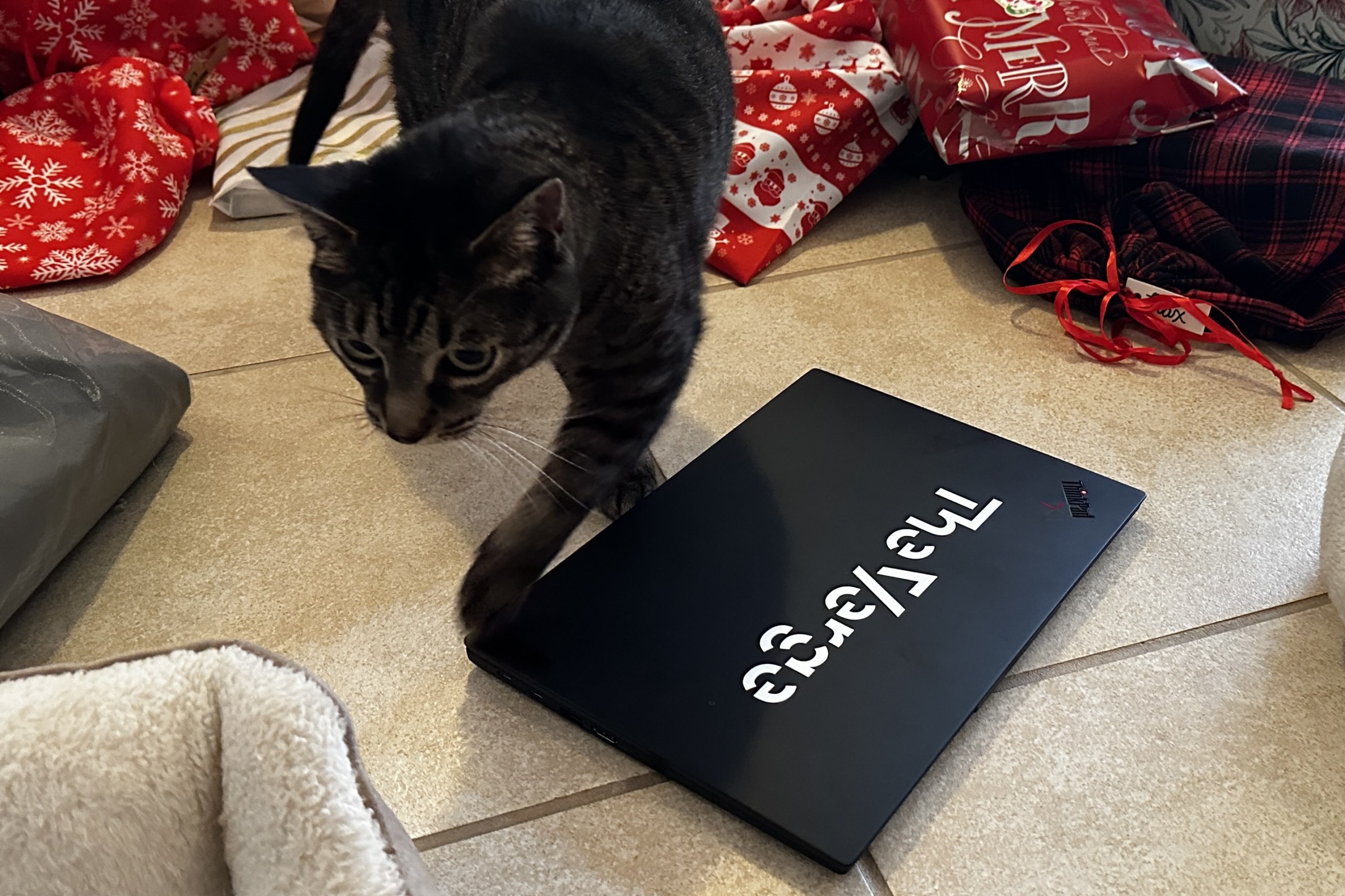 Cat very pointedly not sitting on a laptop