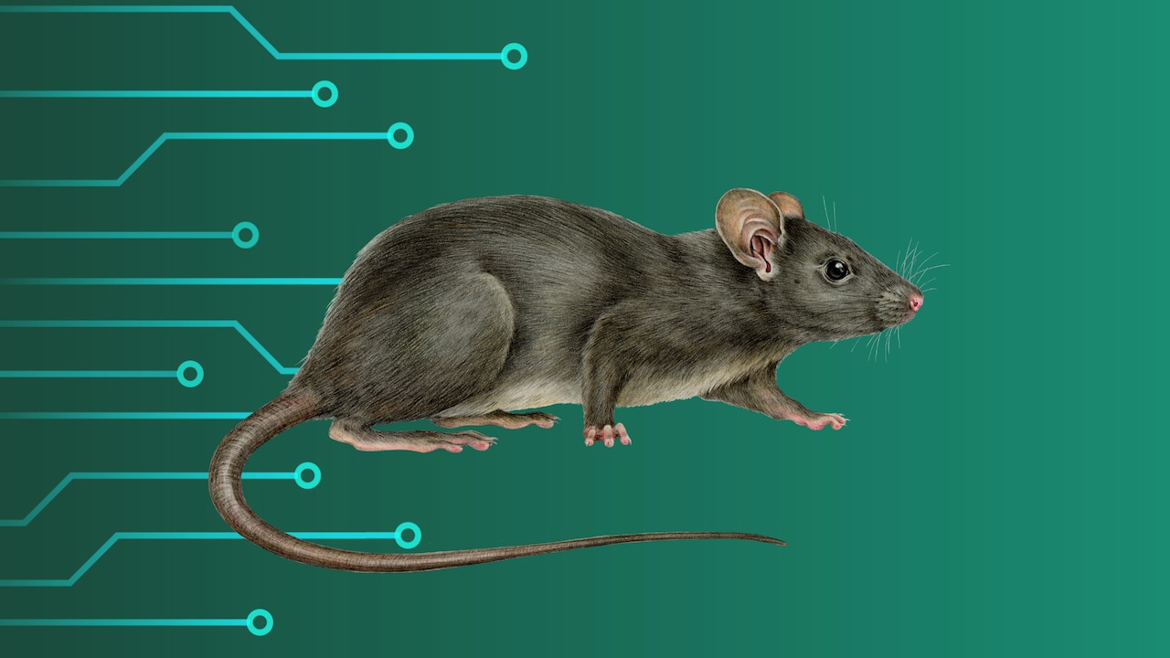  How AI is helping this N.J. county track everything from rodents to the flu