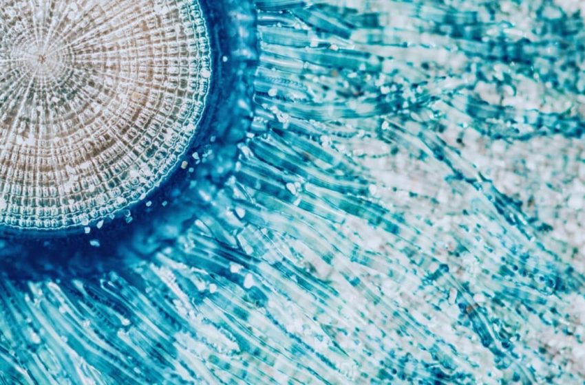  Meet the Sea’s Most Mysterious Creature, It Looks Like Sauron, But Bites Like a Jelly