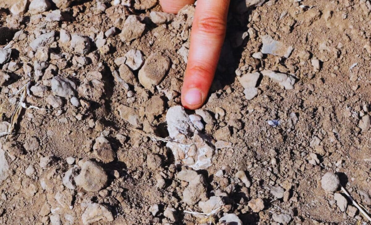  New Fossil Discovery Could Kick Lucy Out of the Human Family Tree