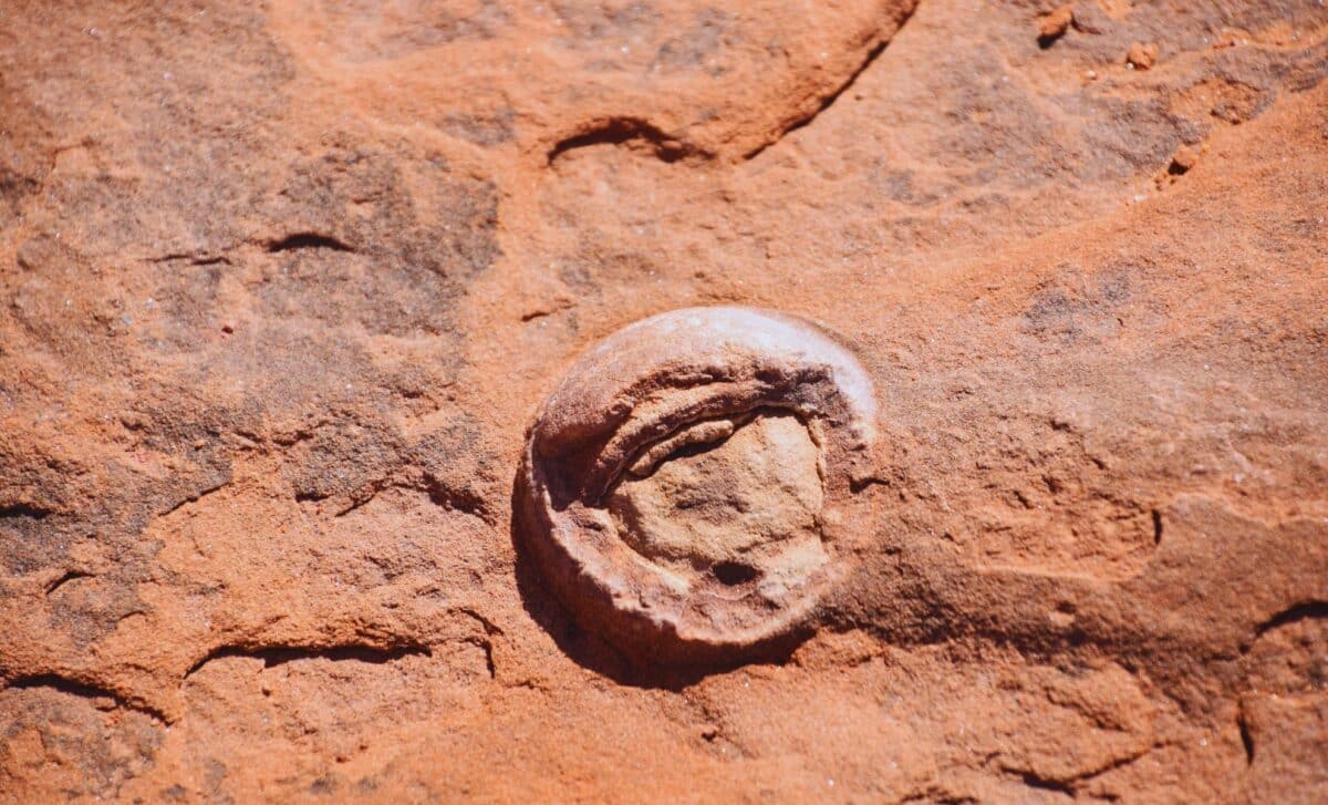  Paleontologists Unearth the World’s First Dinosaur Egg Containing Another Egg