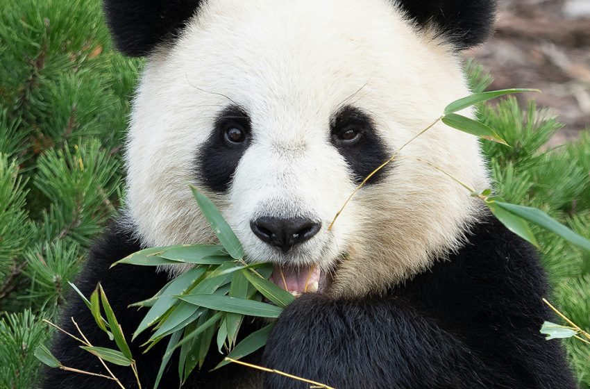  Bamboo Could Be The Next ‘Superfood’, But There’s a Reason to Be Cautious : ScienceAlert