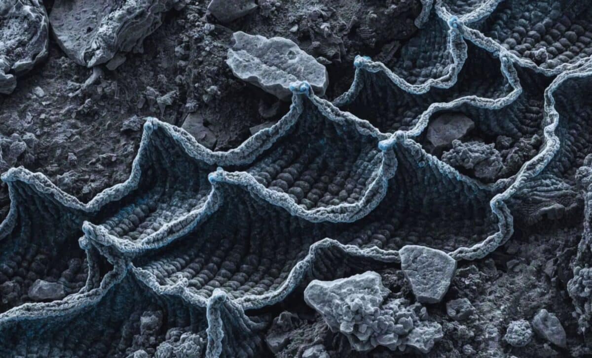  Scientists Just Found a 97-Million-Year Magnetic Fossil, And It Points to a Lost Ocean Creature