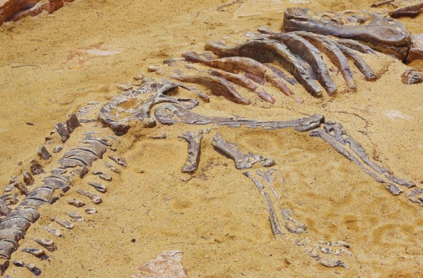  Scientists Just Realized This Dinosaur is Breaking Records, and Could Rival a Sauropod in Size