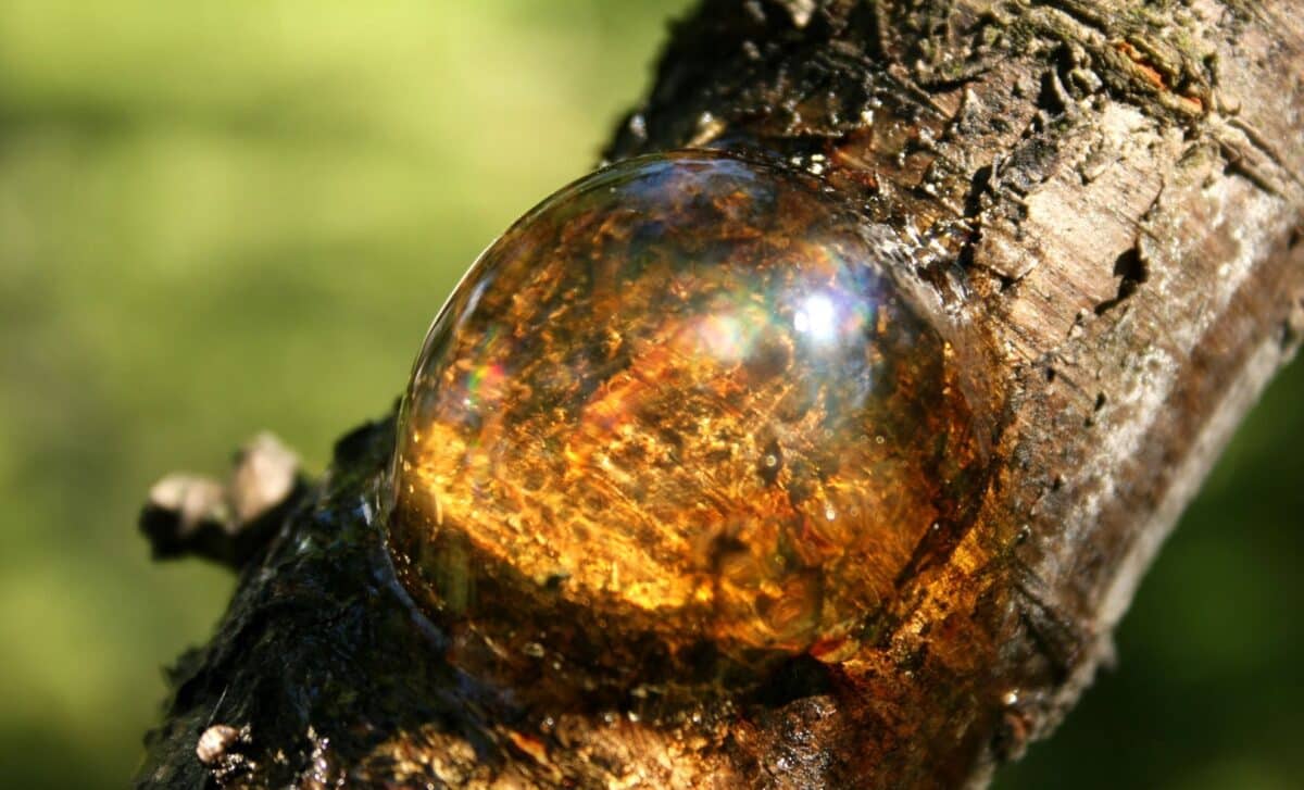  This Ancient Insect Was Found in Amber… Then Scientists Saw Something Growing Out of Its Head