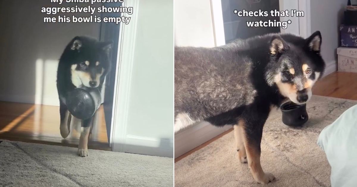 Video: Dog Makes a Big Point by Throwing His Empty Bowl Repeatedly