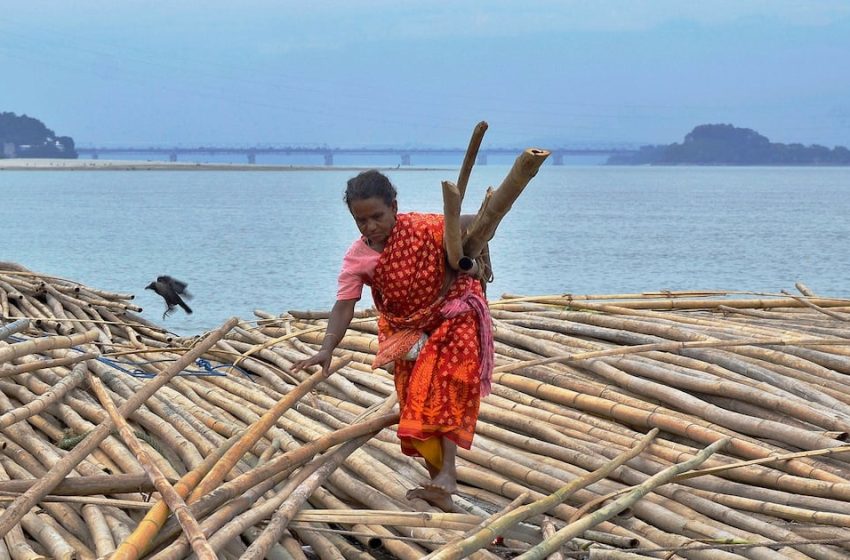  Scientists Say Bamboo May Be the Next Superfood