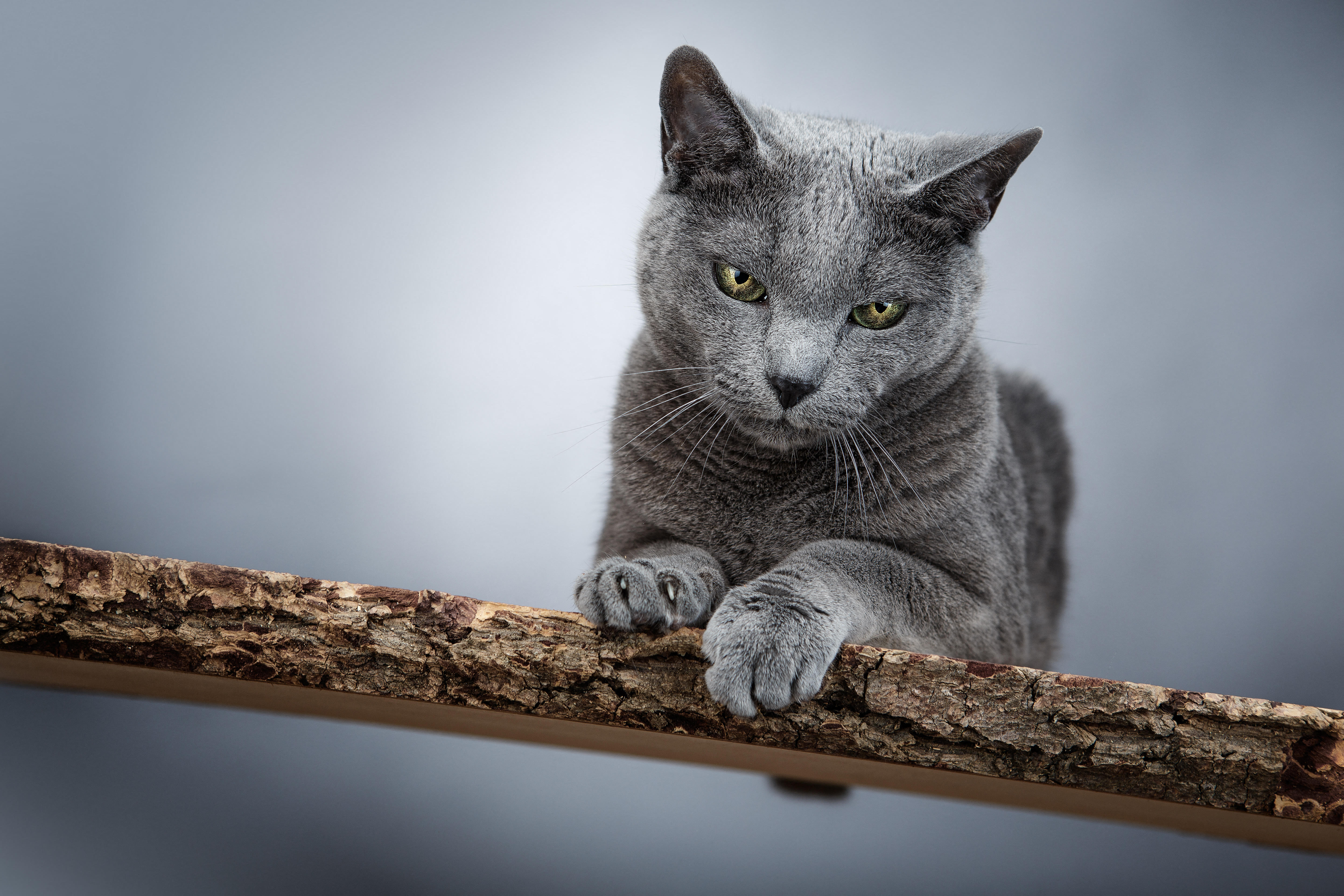 Russian blue cat portrait on a plank of wood