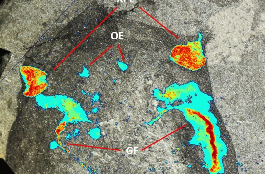  443-million-year-old eel-like animal discovered near Glasgow stuns scientists
