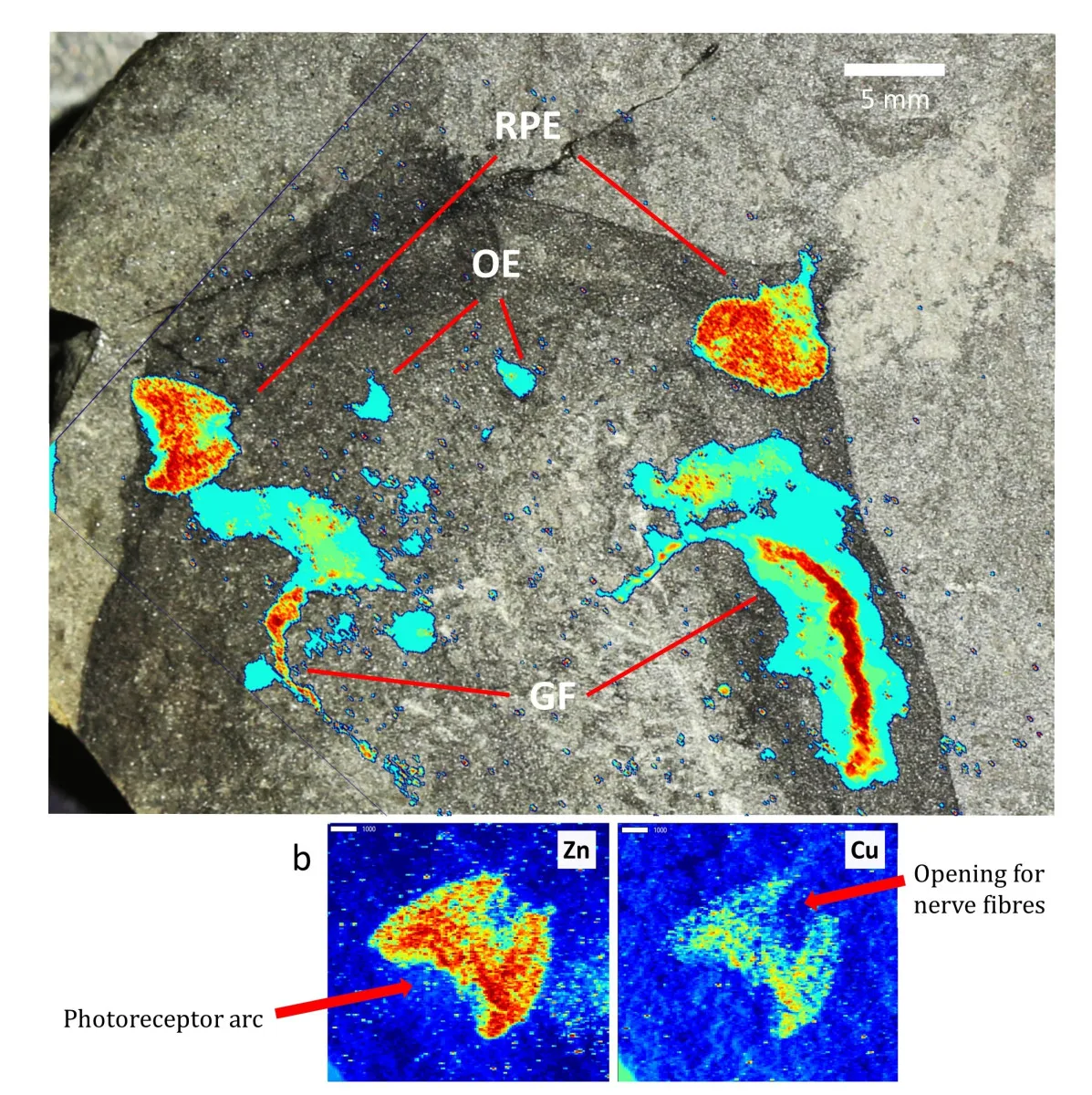 Zinc and copper in the eyes of Jamoytius