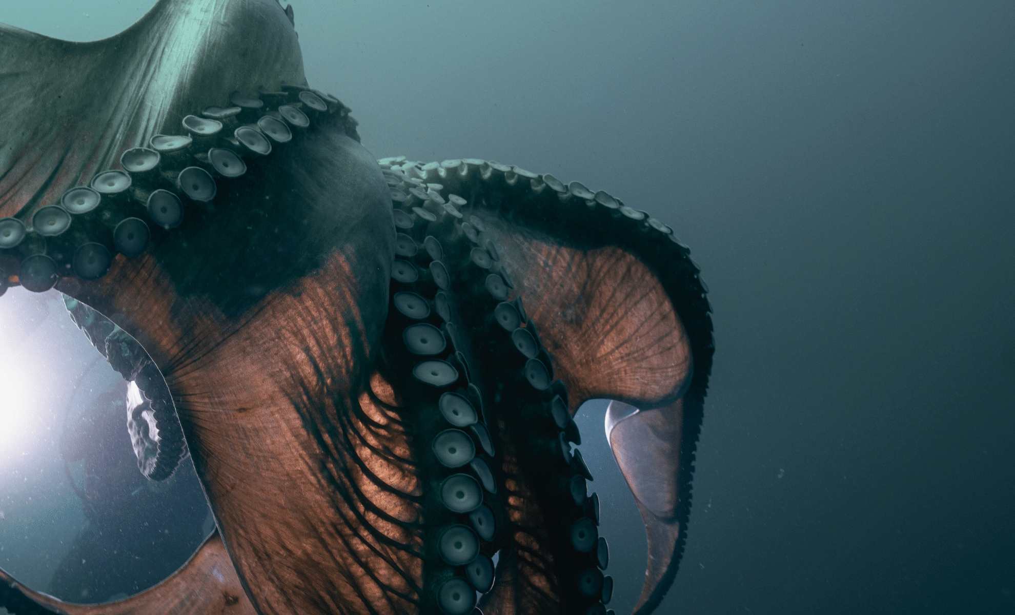  A Massive Deep-Sea Beast Crippled A U.S. Warship In 1978, and Left Scientists Speechless