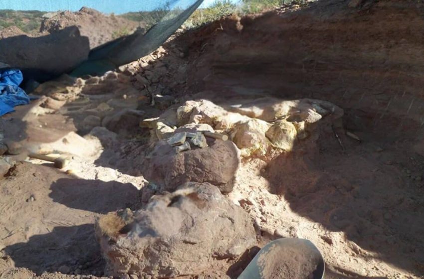  Scientists Just Found a Dinosaur So Unique It’s Forcing a Rethink of Titanosaur Evolution