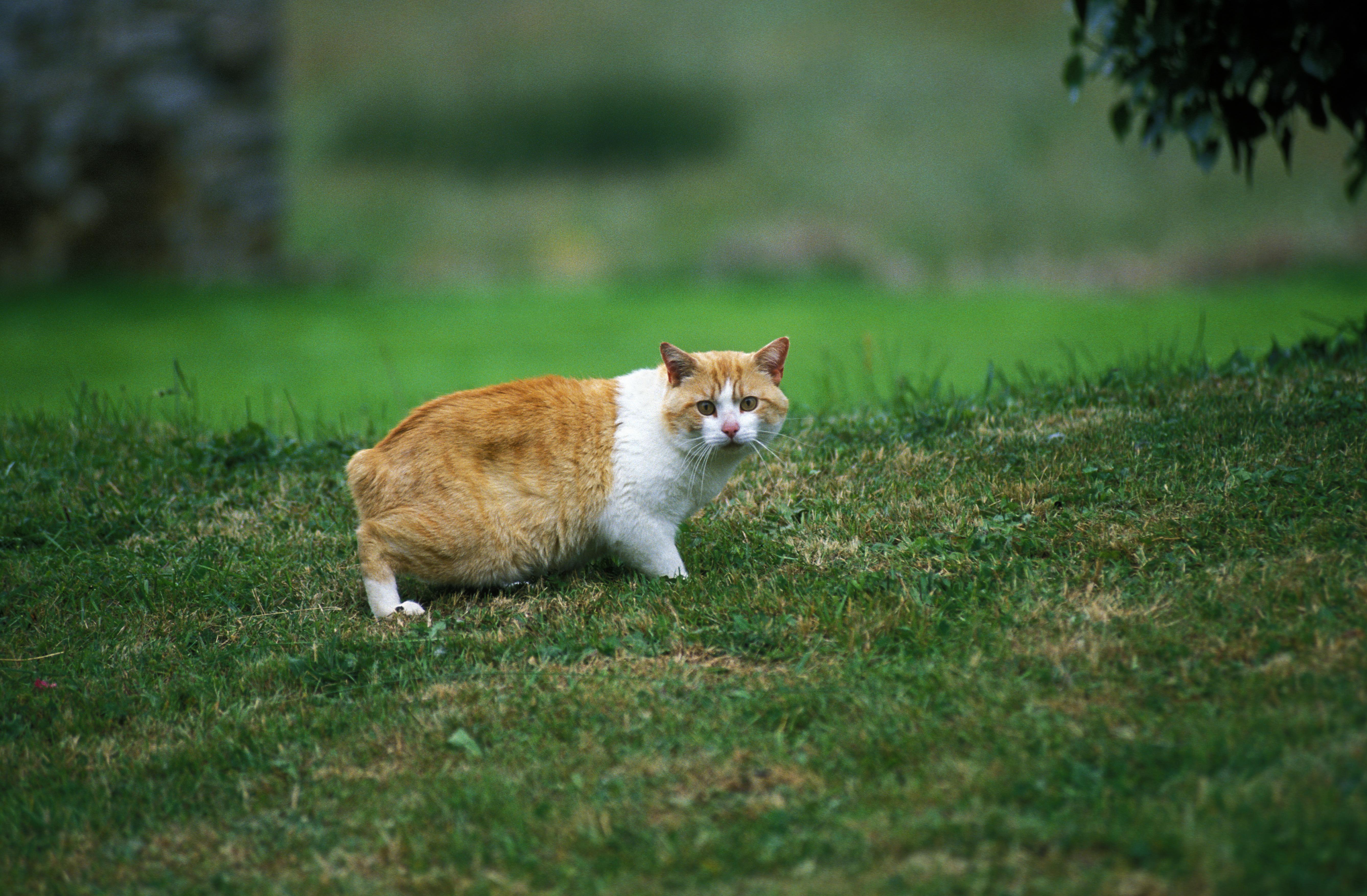 Manx Domestic Cat, Tailless Breed on a grassy field