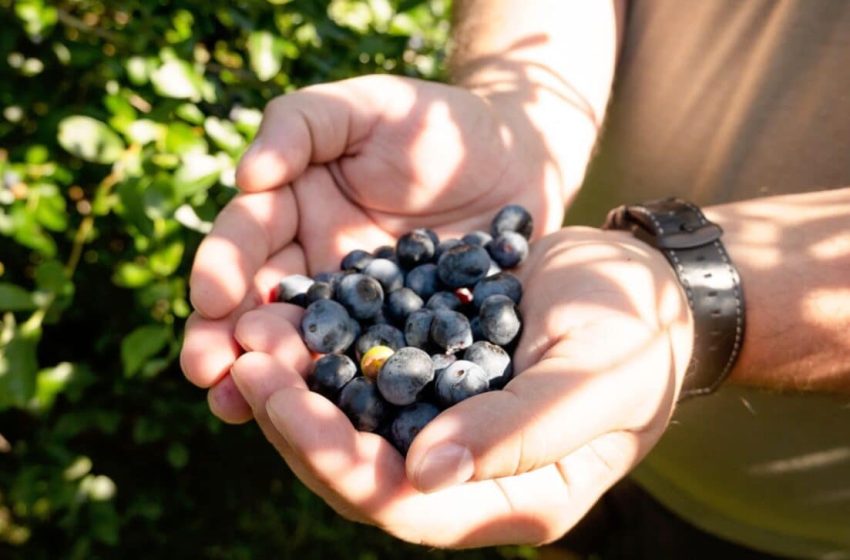  Blueberries Are Doing Something Interesting to Your Body, And It Starts Within Hours
