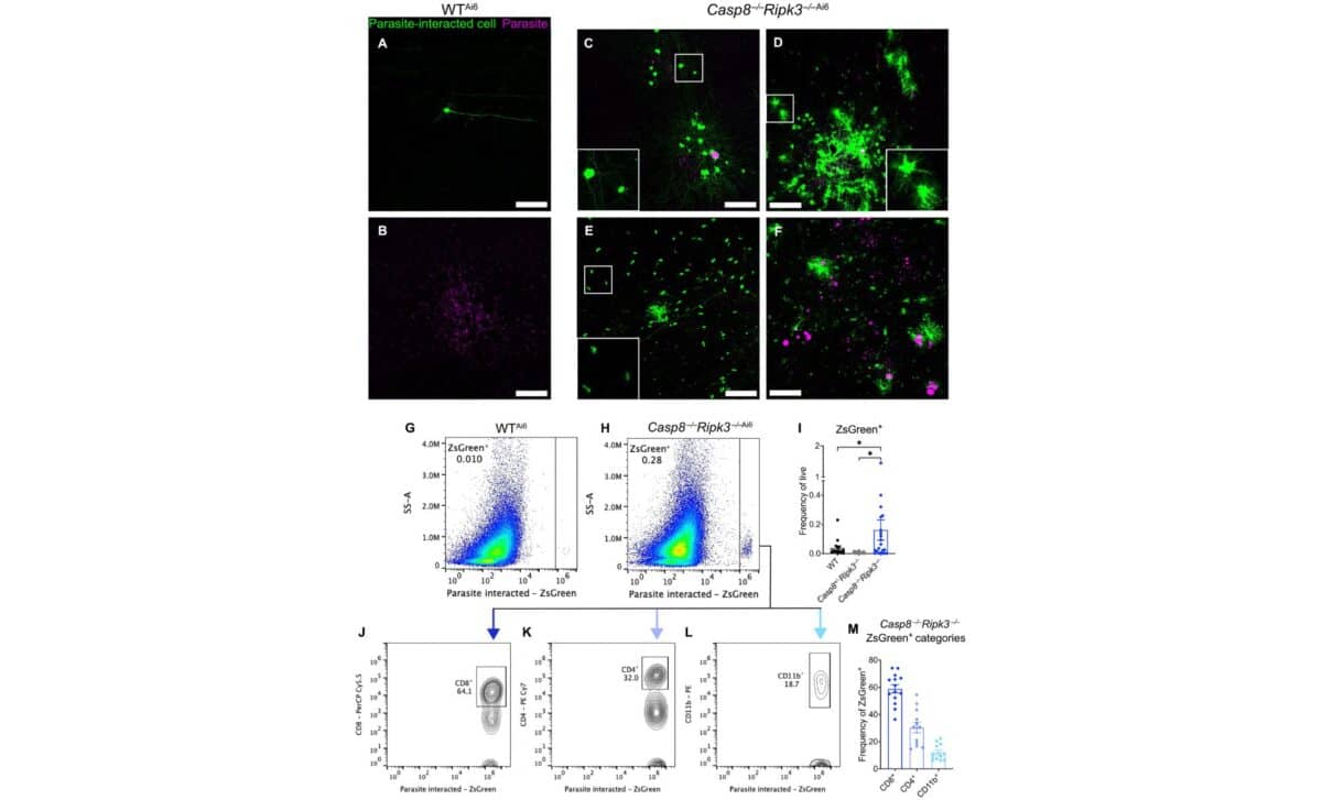 Cd8+ T Cells, Astrocytes, And Neurons Had Increased Parasite Interactions During Chronic Infection In Casp8 Deficient Mice. ©science Advances