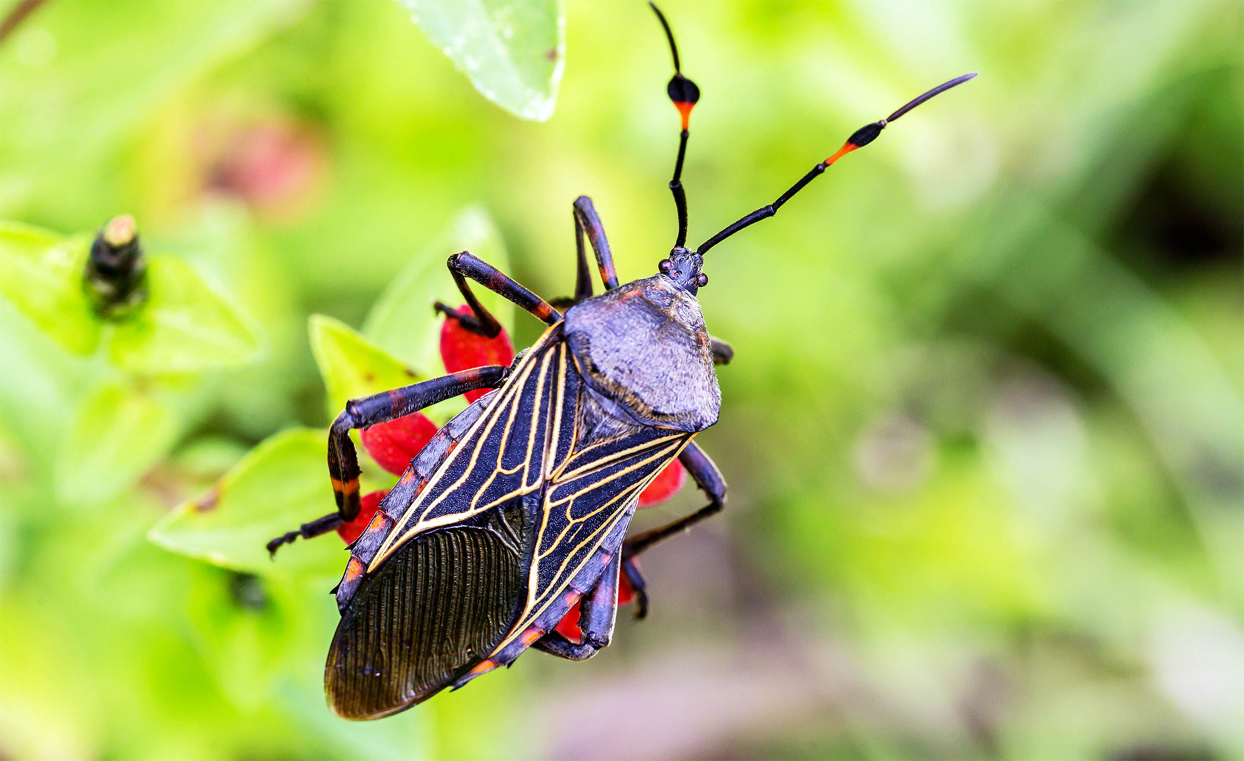  Deadly disease damages the heart for years with no symptoms and is now spreading in the US – Earth.com