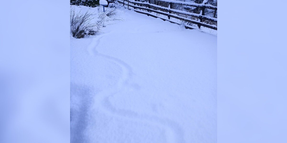  ‘Strange Trail’ In Snow Leads Couple To A Tiny Animal Struggling To Survive