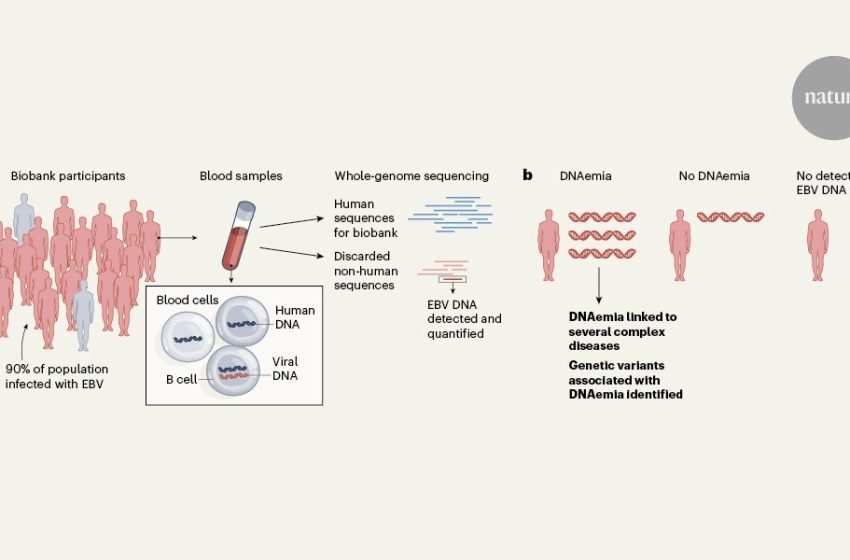  Scraps of viral DNA in biobank samples reveal secrets of Epstein–Barr virus