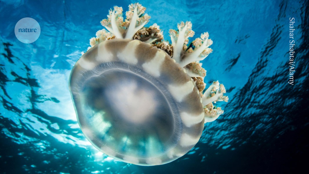  Jellyfish sleep like humans — even though they don’t have brains