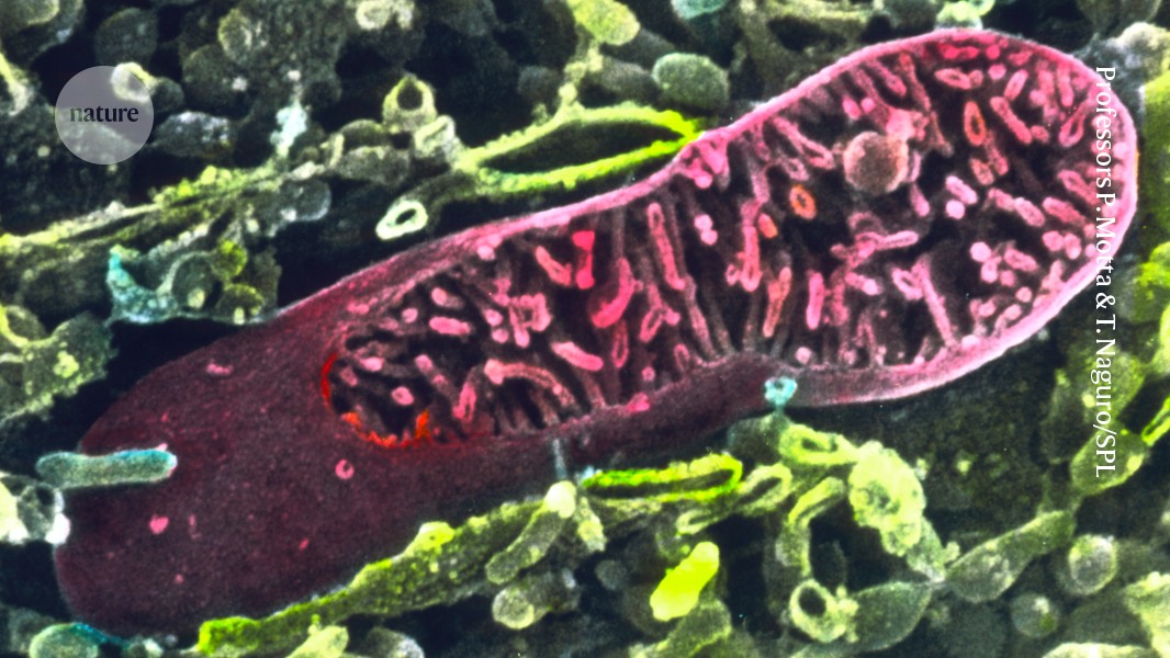  Cancer might evade immune defences by stealing mitochondria