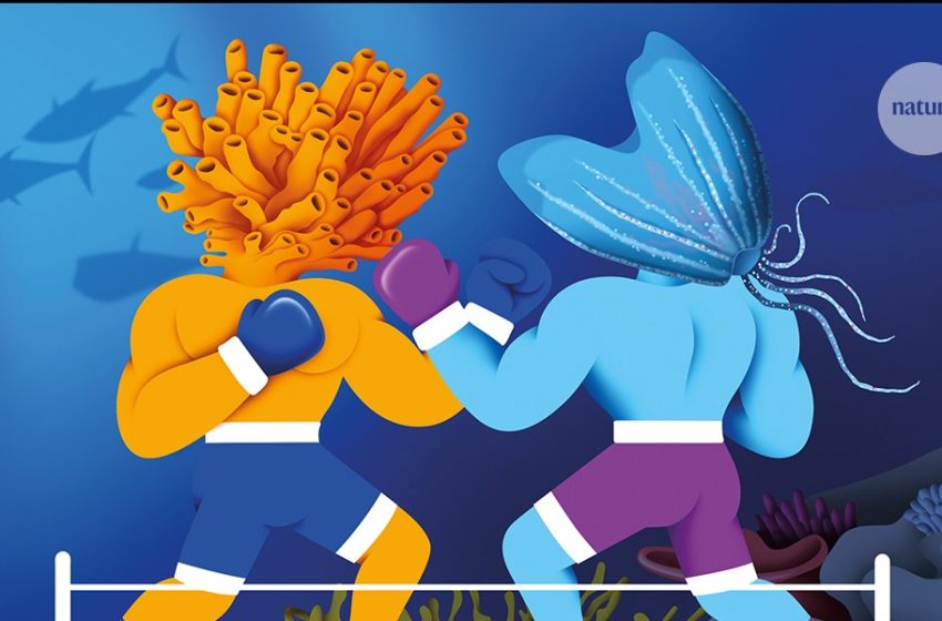  What were the first animals? The fierce sponge–jelly battle that just won’t end