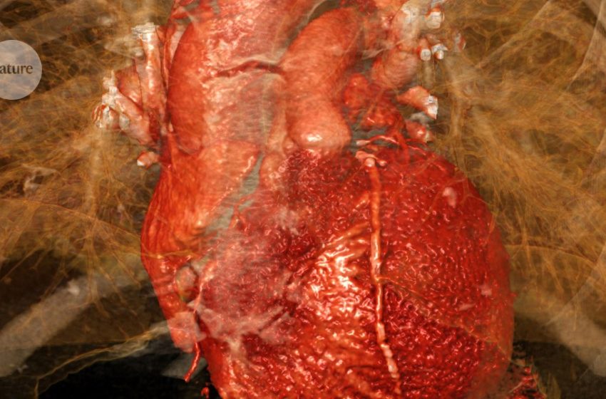  Damage from a heart attack comes from brain signals, mouse study suggests