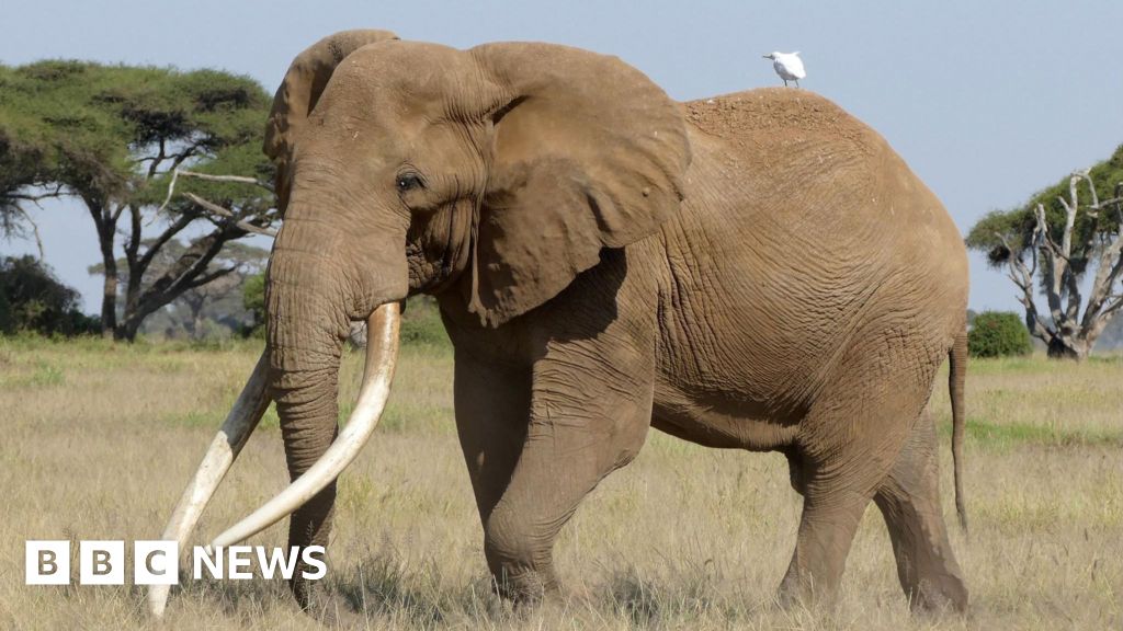  Craig the beer-ambassador elephant dies aged 54