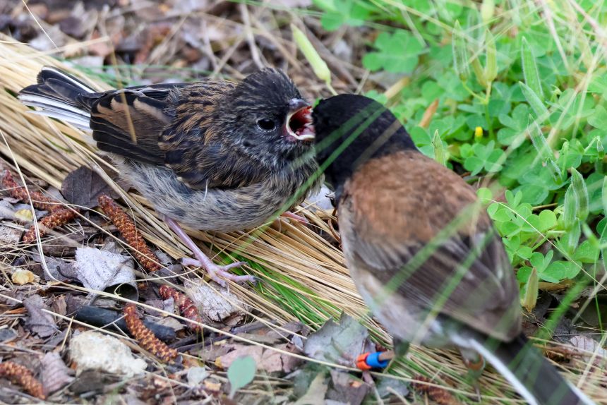 Researchers hypothesize that, compared with the longer-beaked mountain-dwelling birds, the shorter beaks on campus birds might be better suited for a diet of human food scraps