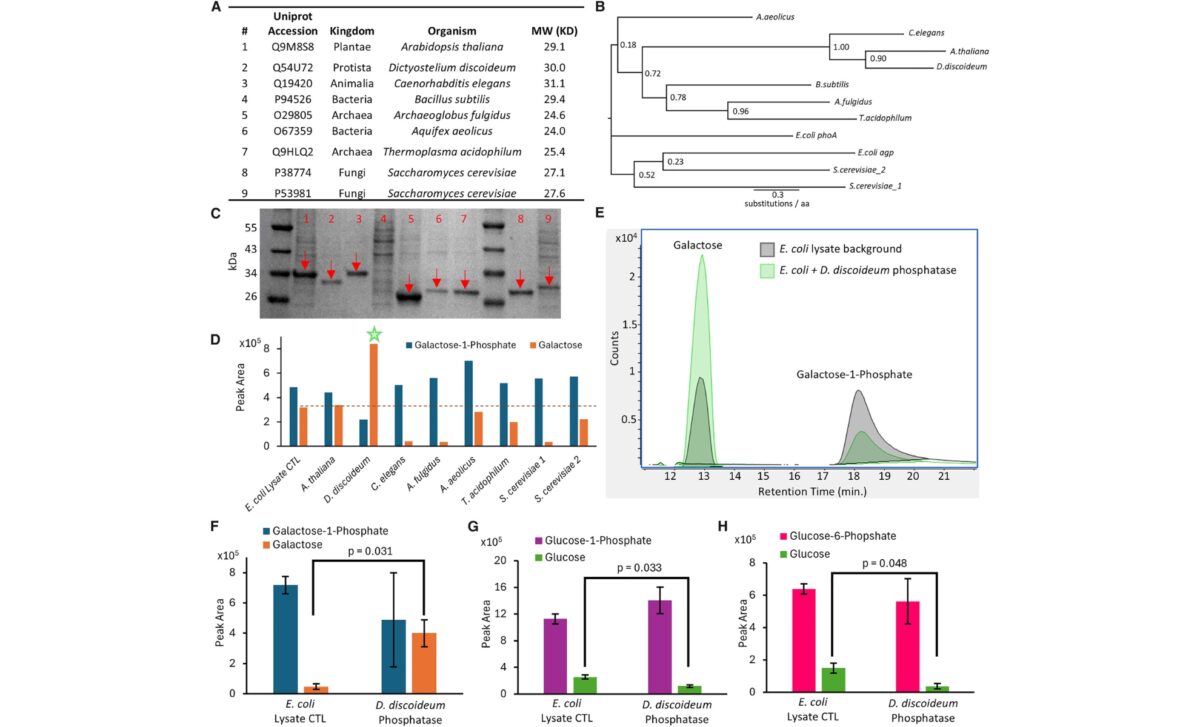 Discovery And Characterization Of Gal1p Specific Phosphatase From D. Discoideum Ddgal1pase