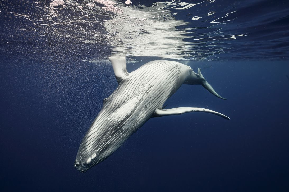 Swimming with whales had been a lifelong dream for friends Terry and Jake.
