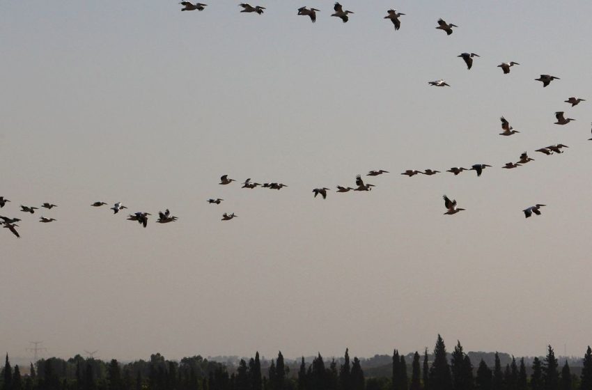  Grant County cat dies from ‘highly pathogenic’ bird flu, WSDA emphasizes risk