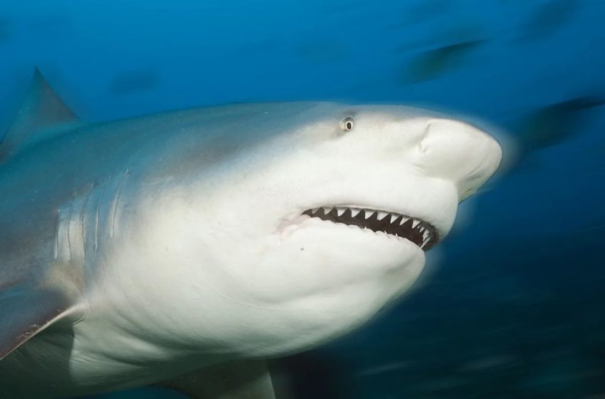  13-Year-Old Boy Dies After Being Mauled by Shark at Popular Tourist Beach: ‘Ate Almost His Entire Leg’