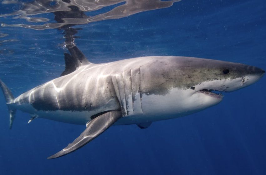  Great white sharks grow a whole new kind of tooth for slicing bone as they age