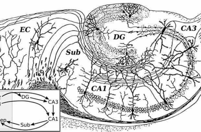  Hippocampus Predicts Rewards by Reorganizing Memories